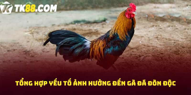 Tổng hợp yếu tố ảnh hưởng đến Gà đá đòn độc