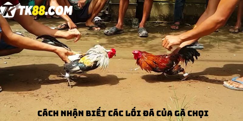 Cách nhận biết các lối đá của gà chọi