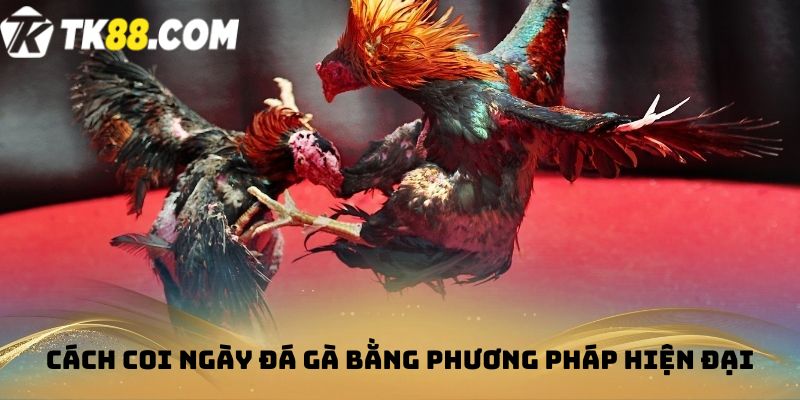 Cách coi ngày đá gà bằng phương pháp hiện đại