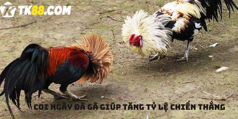 Coi ngày đá gà giúp tăng tỷ lệ chiến thắng