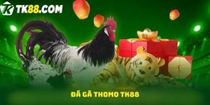 Đá gà Thomo TK88