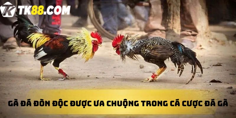 Gà đá đòn độc được ưa chuộng trong cá cược đá gà