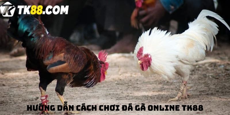 Hướng dẫn cách chơi Đá gà online TK88