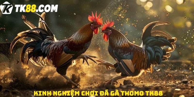 Kinh nghiệm chơi đá gà thomo TK88