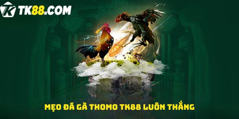 Mẹo Đá gà Thomo TK88 luôn thắng