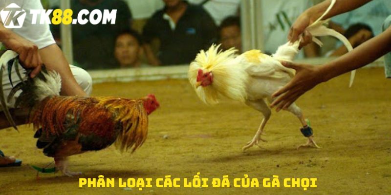 Phân loại các lối đá của gà chọi