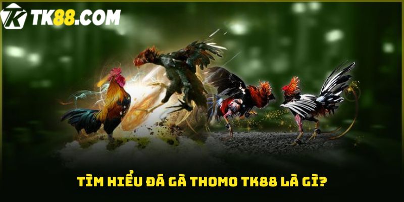 Tìm hiểu Đá gà Thomo TK88 là gì?